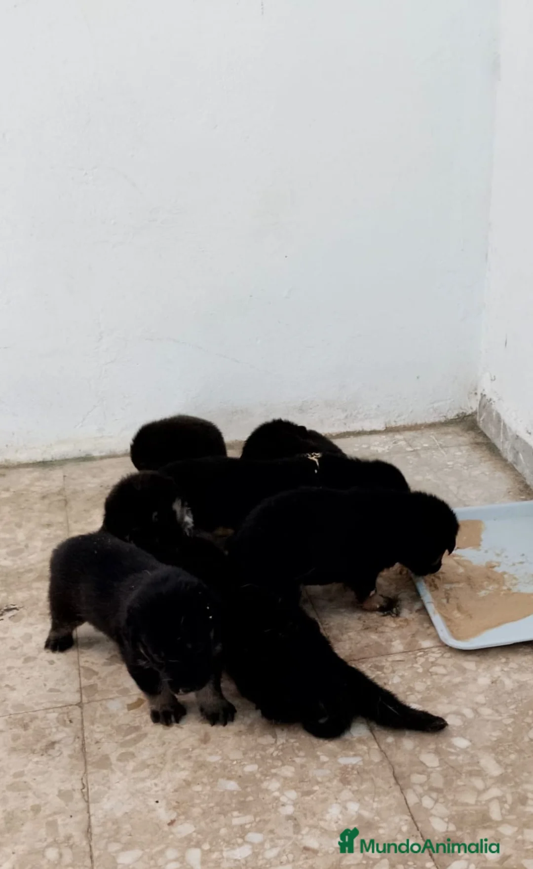 Pastor Alemán perros en venta: Pastor alemán línea de trabajo 🐶🐾 - Anuncio 1