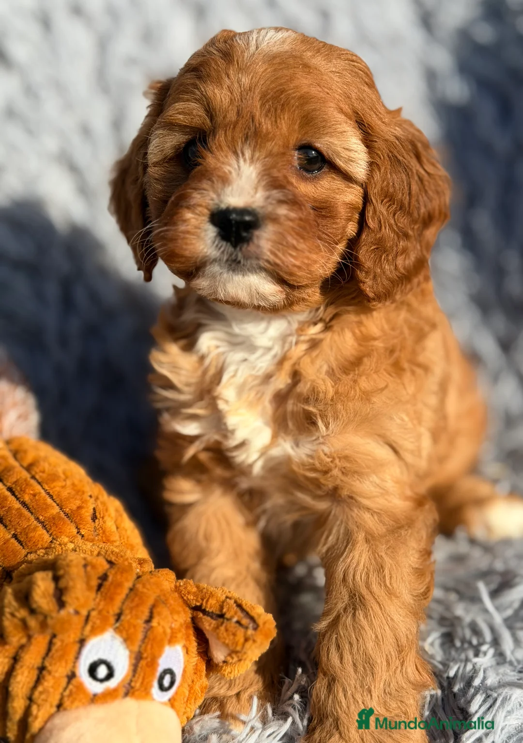 Cavapoo perros en venta: Cavapoo hembra  - Anuncio 7