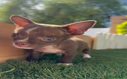 Chihuahua perros en venta: CHIHUAHUA MACHO - Imagen 9