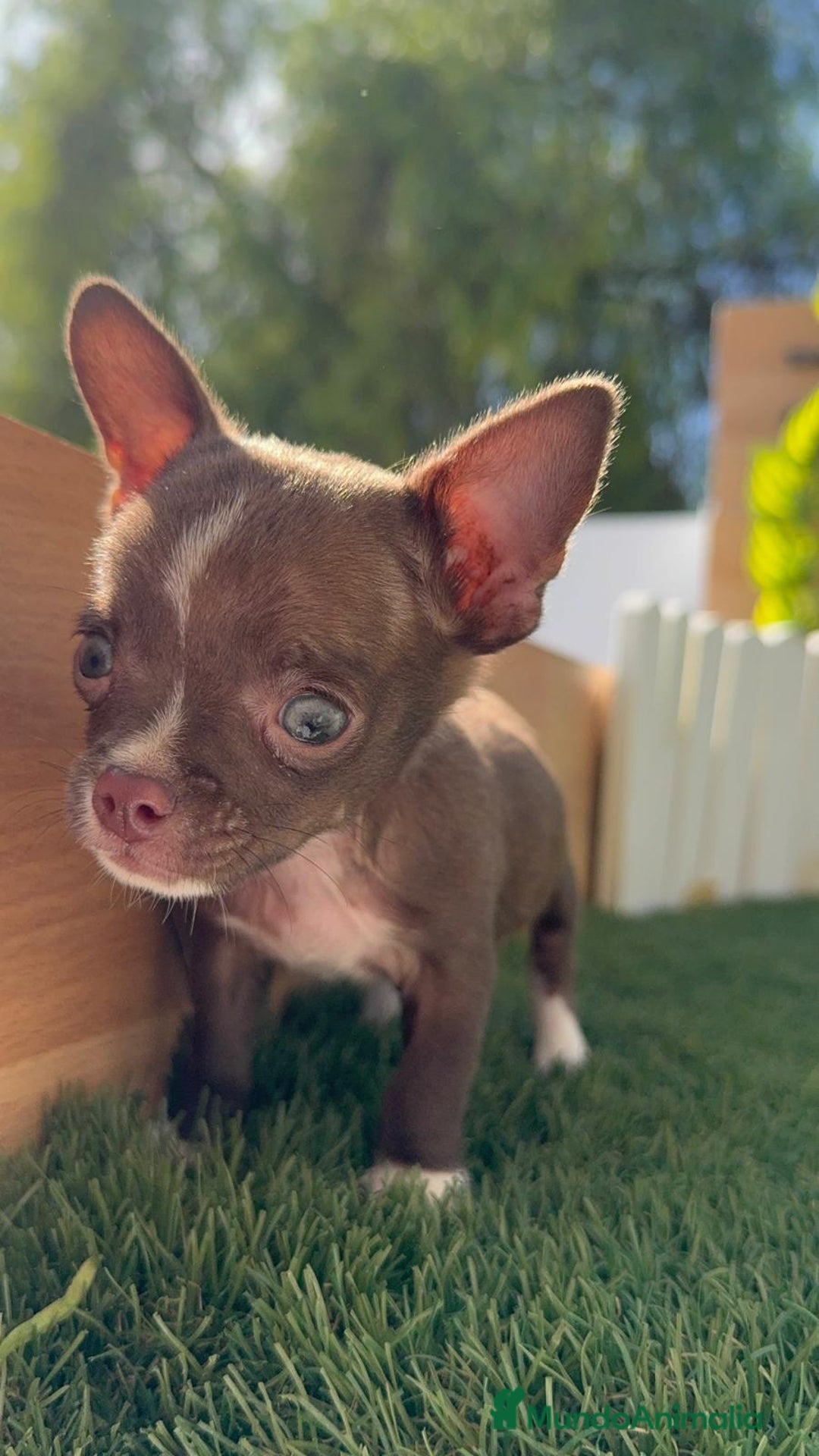 Chihuahua perros en venta: CHIHUAHUA MACHO - Imagen 9