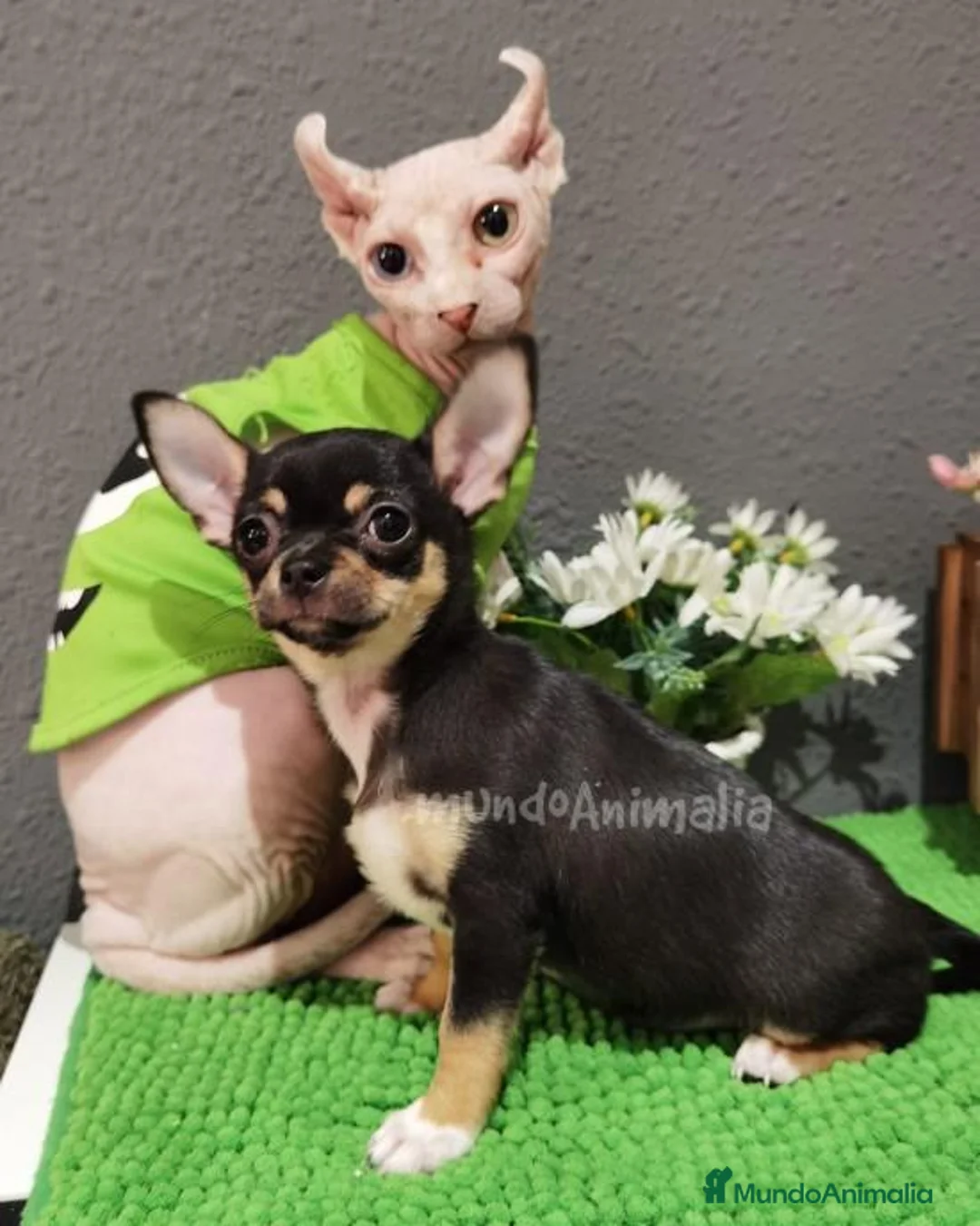 Imagen de galería {{count}}