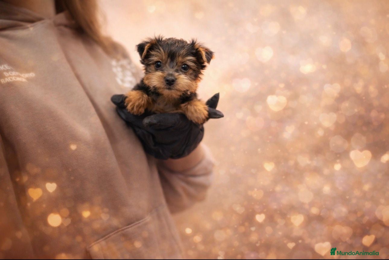 Yorkshire Terrier perros Yorkshire  - Anuncio 1