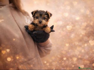 Yorkshire Terrier perros Yorkshire - Anuncio 1