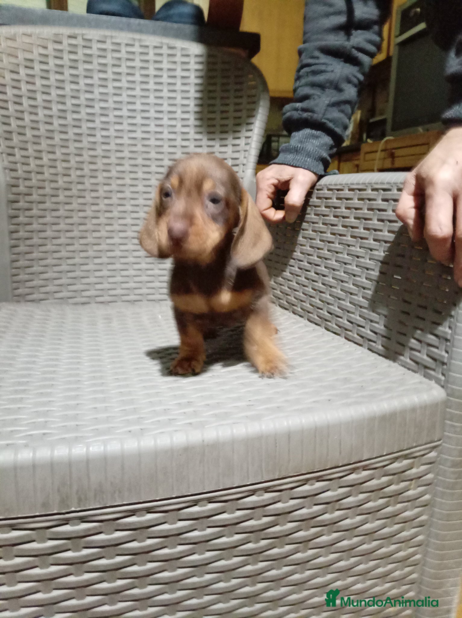 Teckel Miniatura perros Teckel mini - Anuncio 1