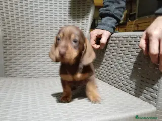 Teckel Miniatura perros Teckel mini - Anuncio 1