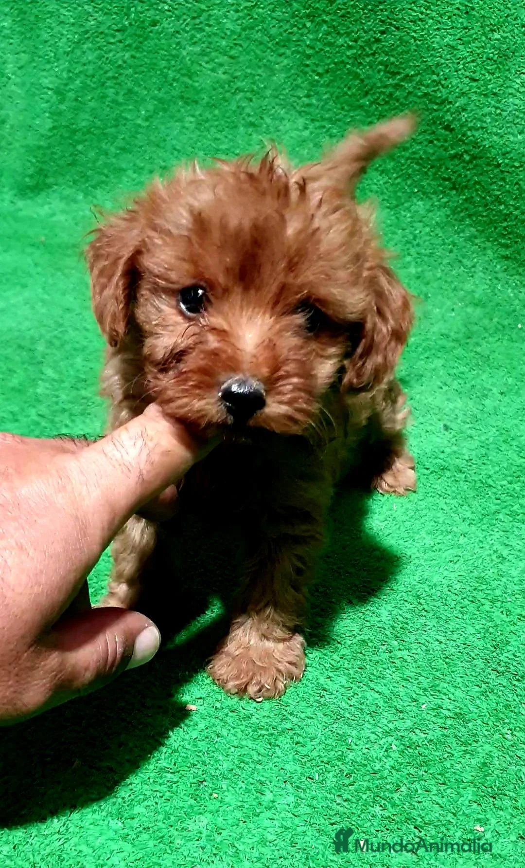 Caniche Enano perros en venta: Caniche Toy - Anuncio 3