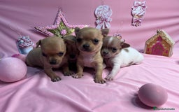 Chihuahua perros en venta: Especiales cachorros de chihuahua - Anuncio 1