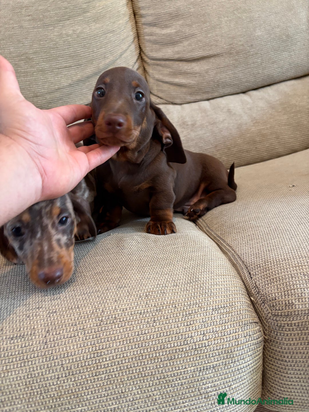 Teckel Miniatura perros en venta: Teckel kaninchen y mini  - Imagen 2