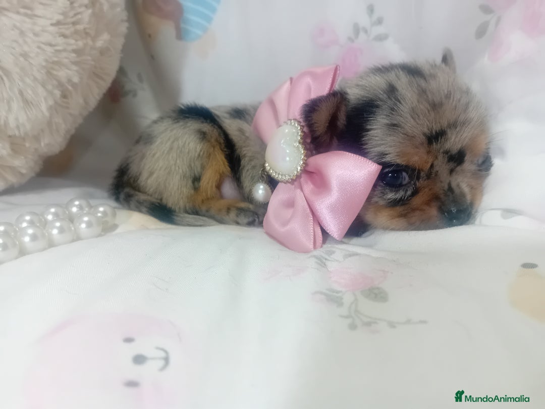 Chihuahua perros en venta: Chihuahua toy ✨ chatos cabeza manzana  - Imagen 5