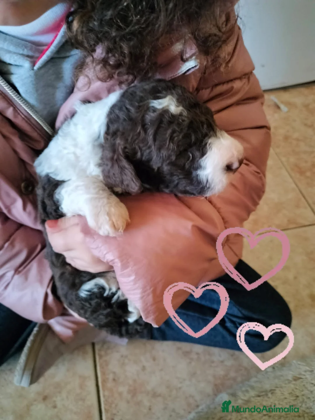 Perro de Agua Español perros en venta: Excelente camada bicolor en Zaragoza - Anuncio 2