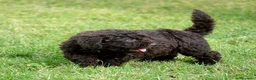 Perro de Agua Español perros en venta: CACHORRO DE PERRO DE AGUA  - Anuncio 5