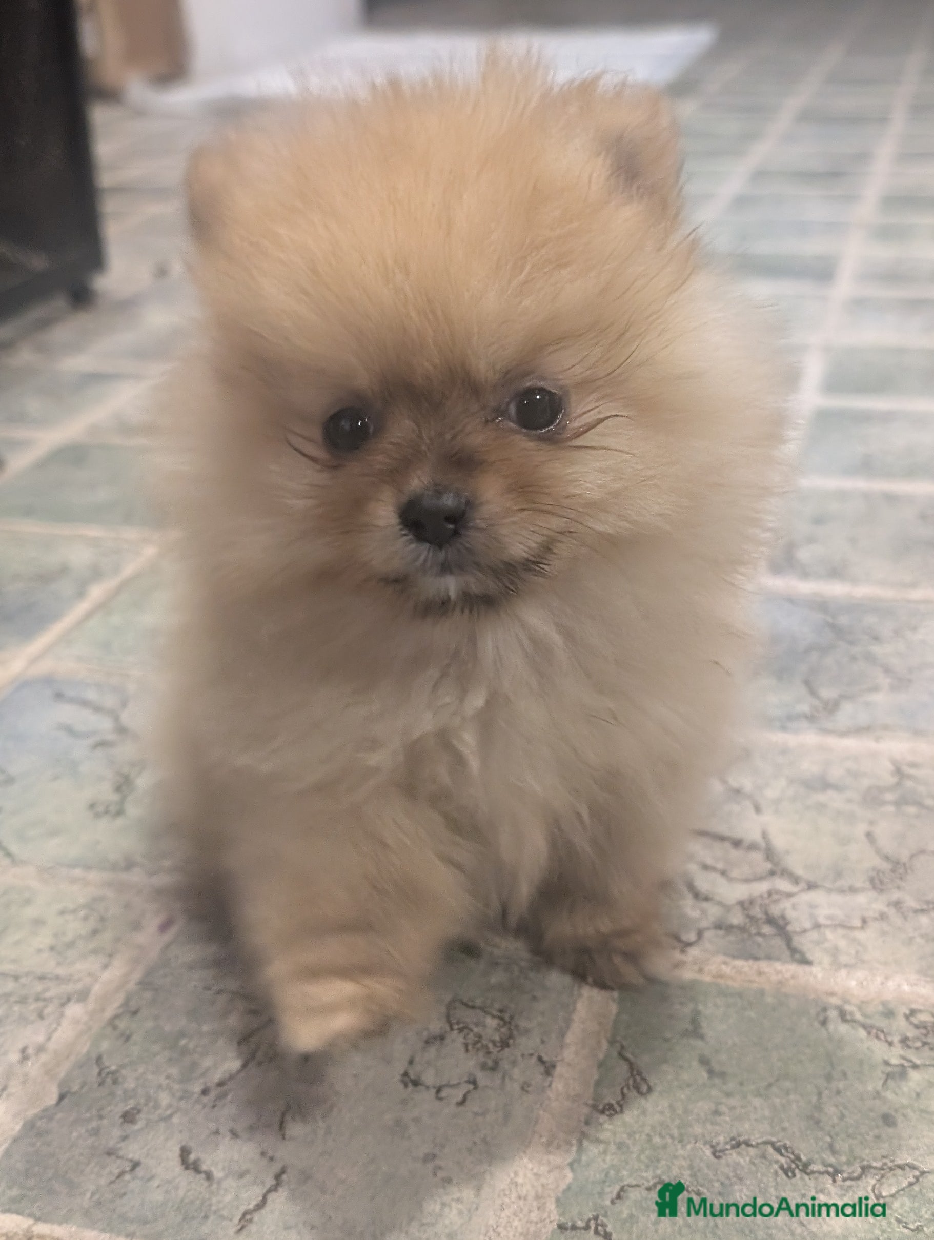 Spitz pequeño - Kleinspitz perros Kleinspitz pomerania  - Anuncio 1