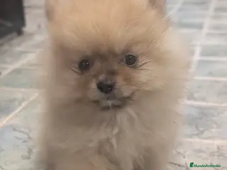 Spitz pequeño - Kleinspitz perros Kleinspitz pomerania - Anuncio 1