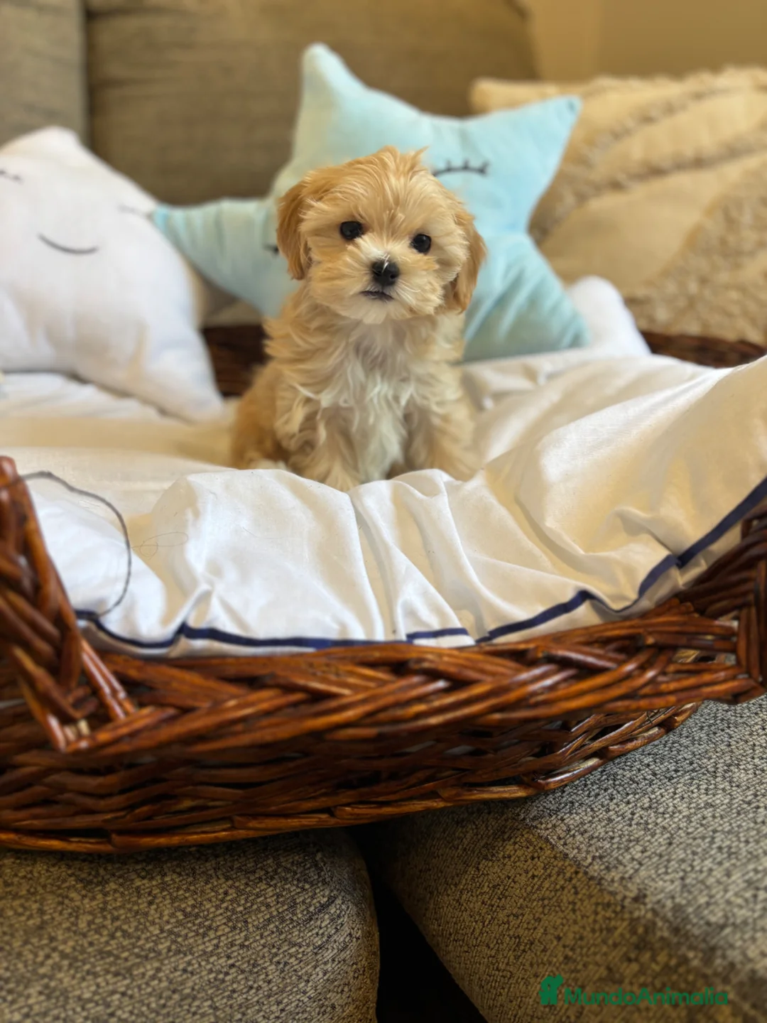 Maltipoo perros en venta: Maltipoo!!!! - Anuncio 2