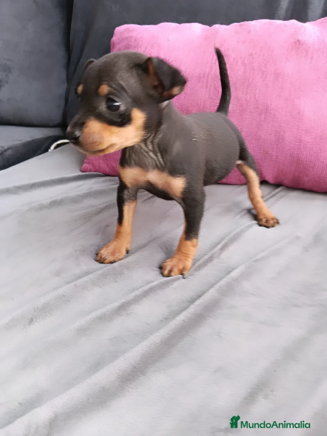 Pinscher Miniatura perros en venta: Pincher miniatura - Anuncio 2