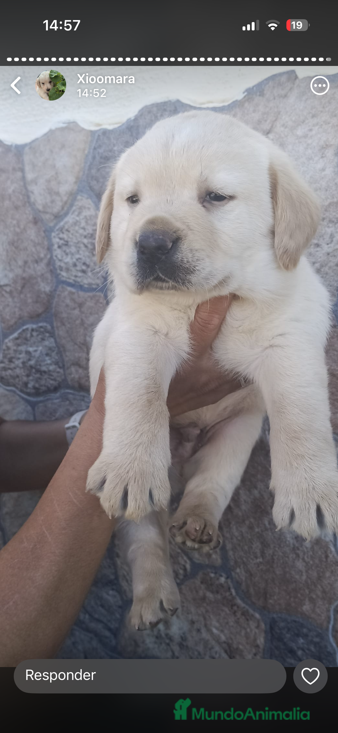Labrador Retriever perros Labrador retriever dorado!! - Anuncio 3