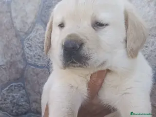 Labrador Retriever perros Labrador retriever dorado!! - Anuncio 3