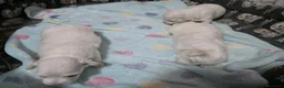 Bichón Maltés perros en venta: Bichón Maltés Toy Hembras Línea Americana  - Anuncio 2