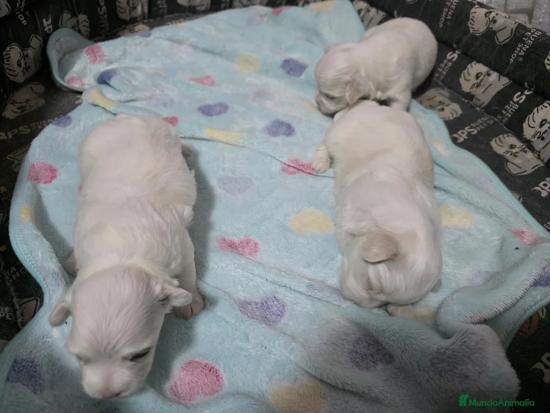 Bichón Maltés perros en venta: Bichón Maltés Toy Hembras Línea Americana  - Anuncio 2