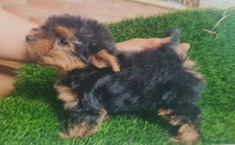 Yorkshire Terrier perros - Propaganda 9
