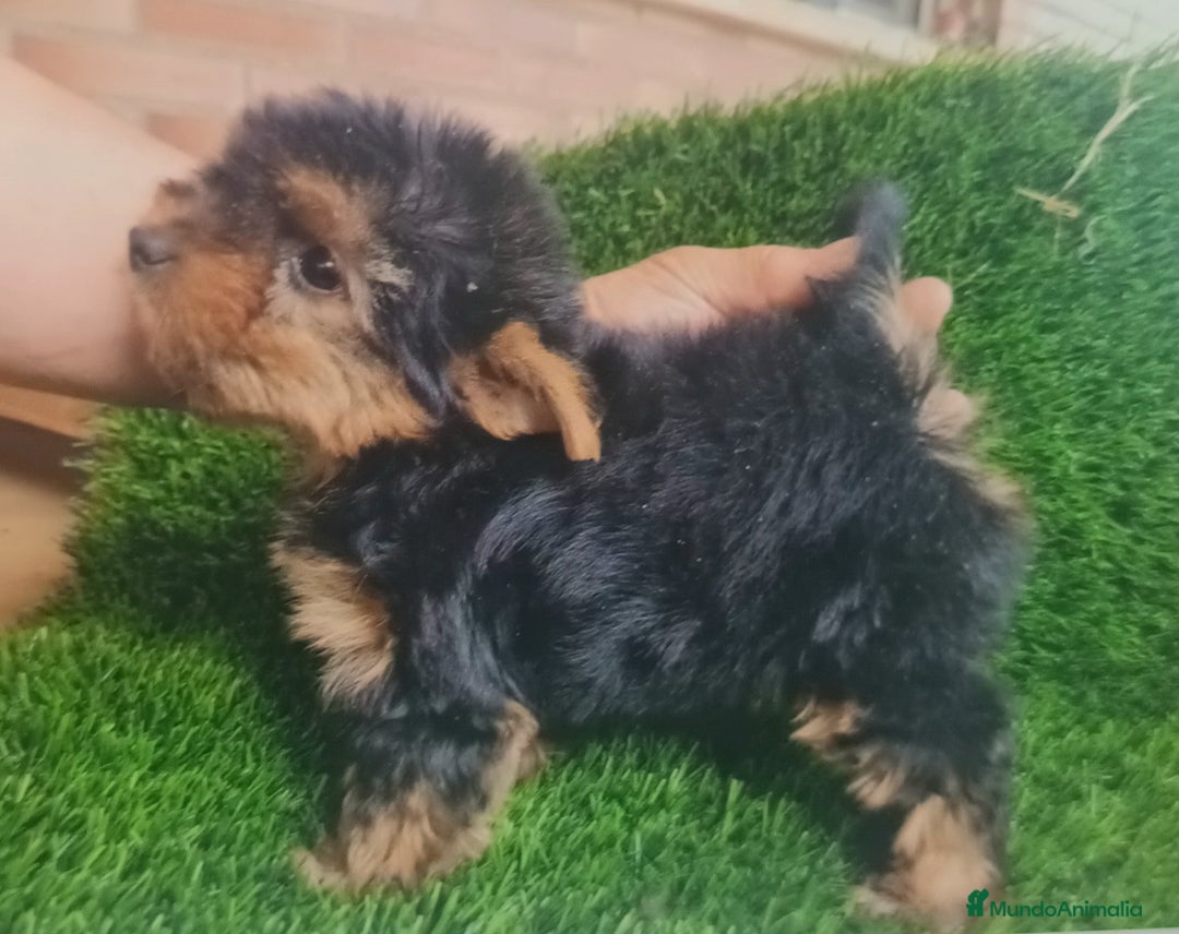 Yorkshire Terrier perros en venta: Yorskhire macho - Imagen 1