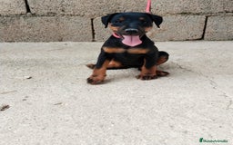 Terrier Alemán de Caza perros en venta: Disponible cachorros de Jagd terrier  - Imagen 4