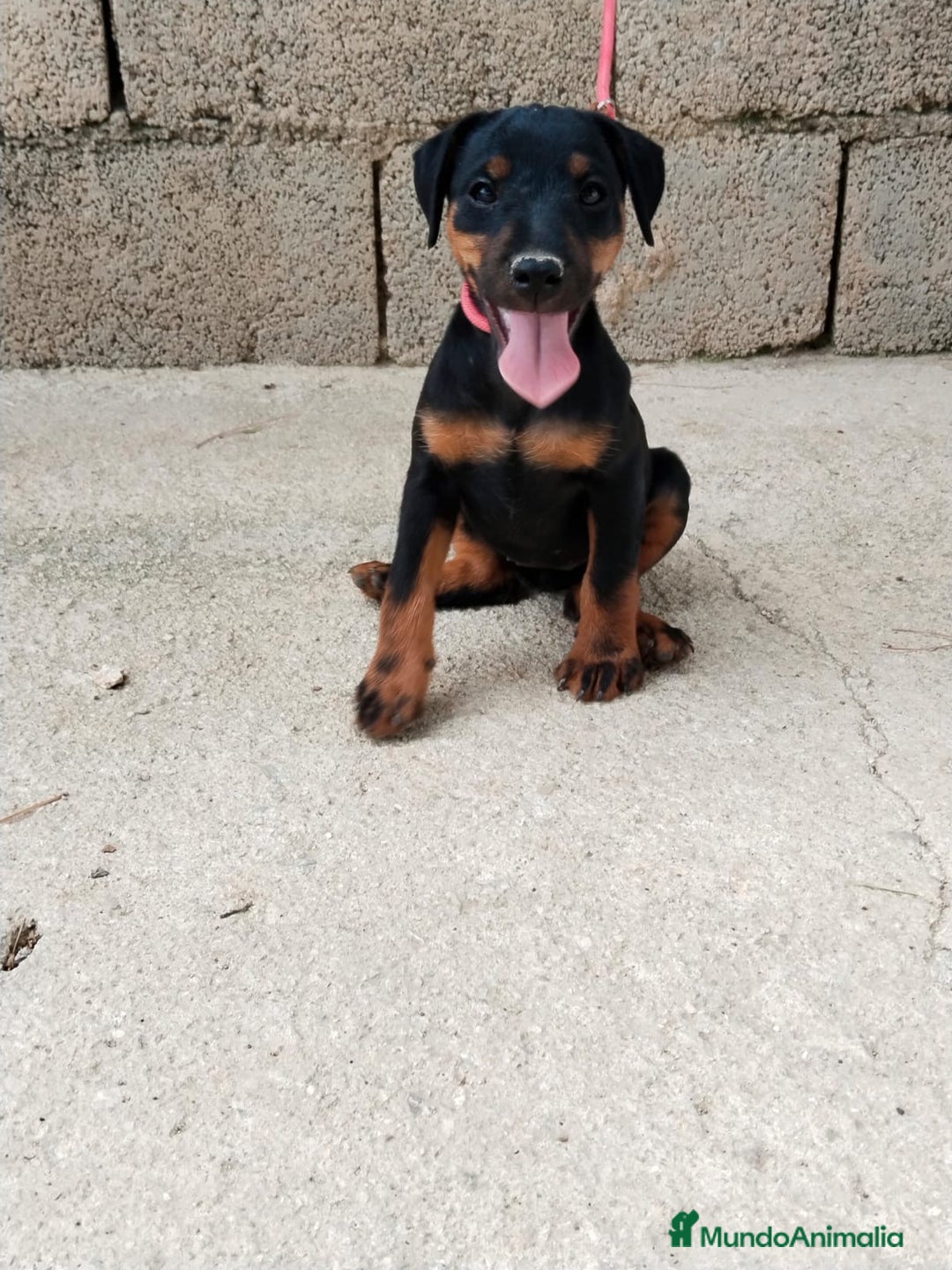 Terrier Alemán de Caza perros en venta: Disponible cachorros de Jagd terrier  - Imagen 4