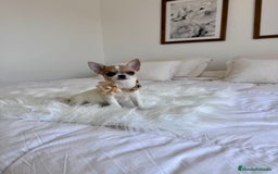 Chihuahua perros en venta: Chihuahua macho  - Imagen 1