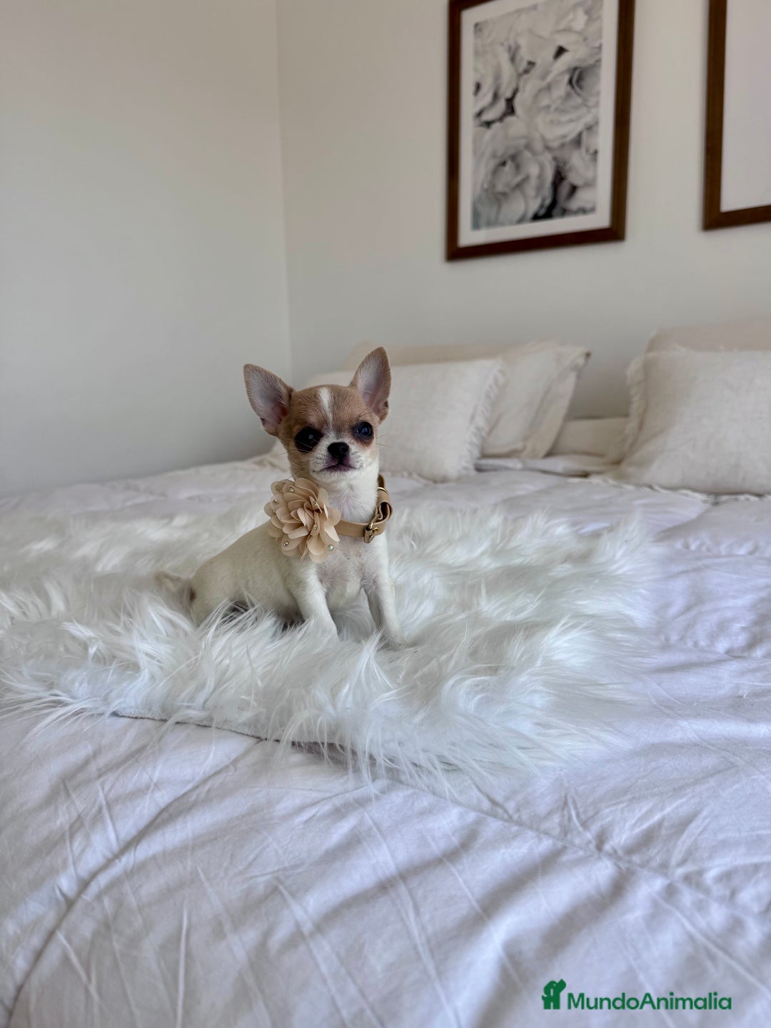 Chihuahua perros en venta: Chihuahua macho  - Imagen 1