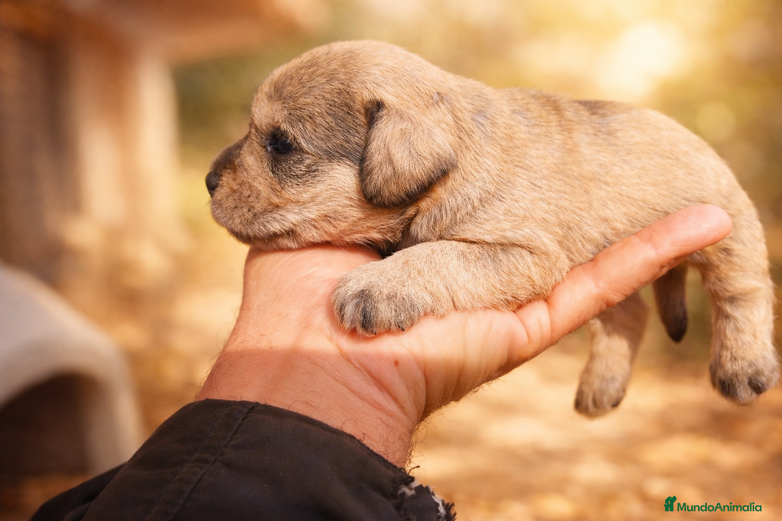 Schnauzer Miniatura perros Camada Luna Schnauzer - Anuncio 1