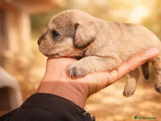 Schnauzer Miniatura perros Camada Luna Schnauzer - Anuncio 1