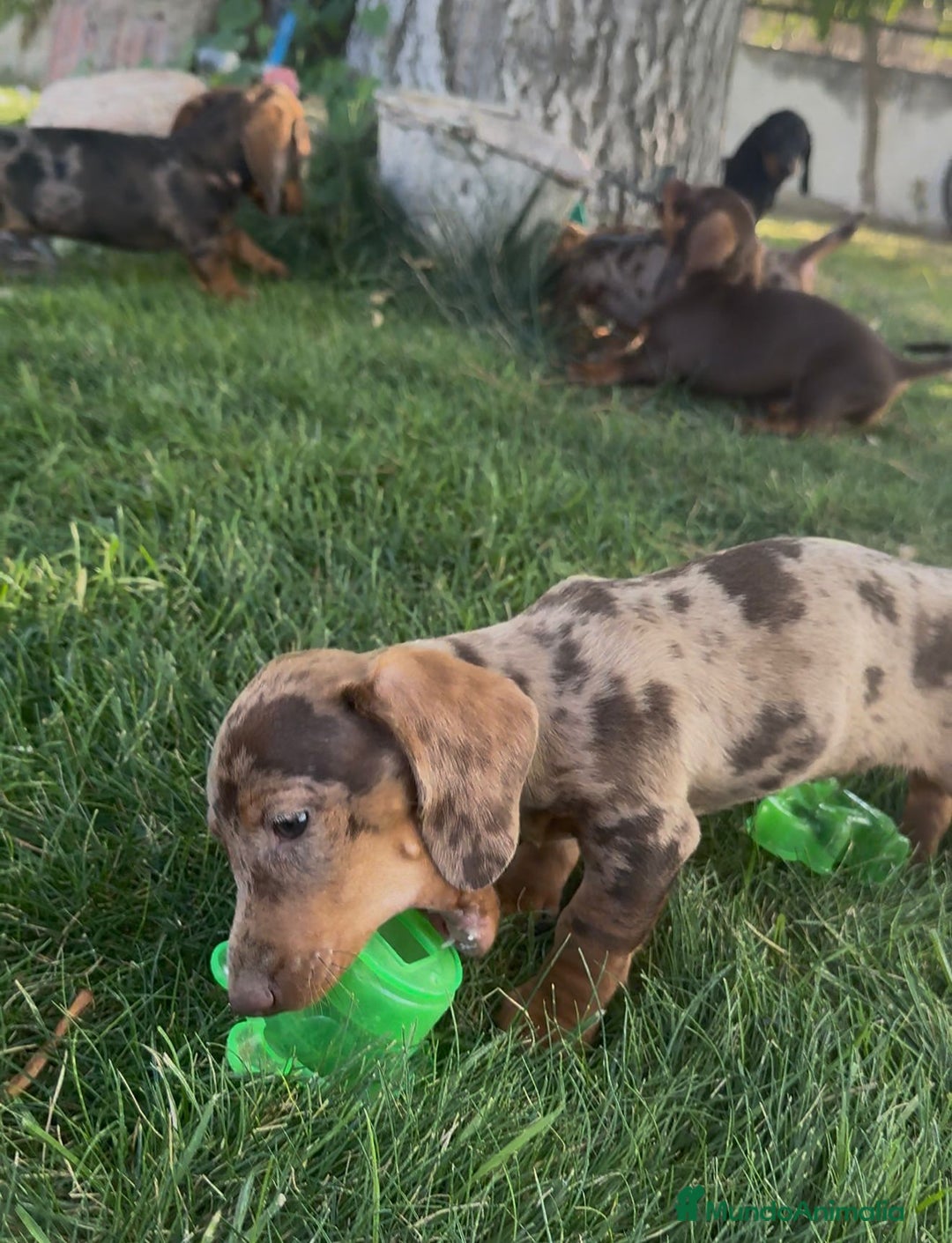 Teckel Miniatura perros en venta: TECKEL MINIATURAS - Imagen 8