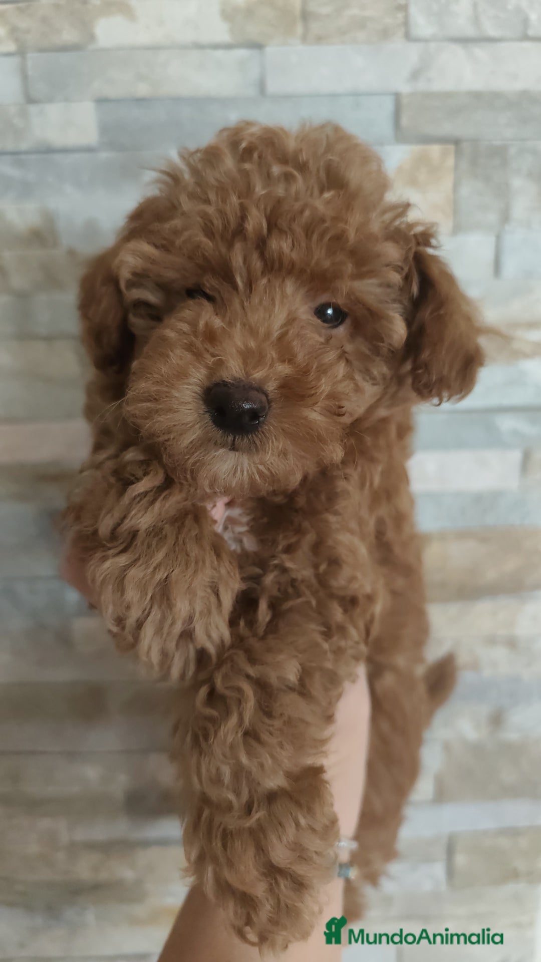 Caniche Toy perros en venta: Hembras toy ❤️ - Imagen 4