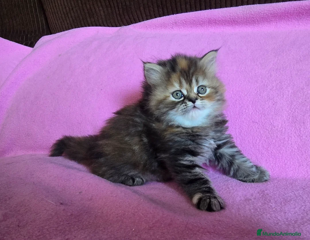 Persa gatos en venta: Gatcot.com - Anuncio 2