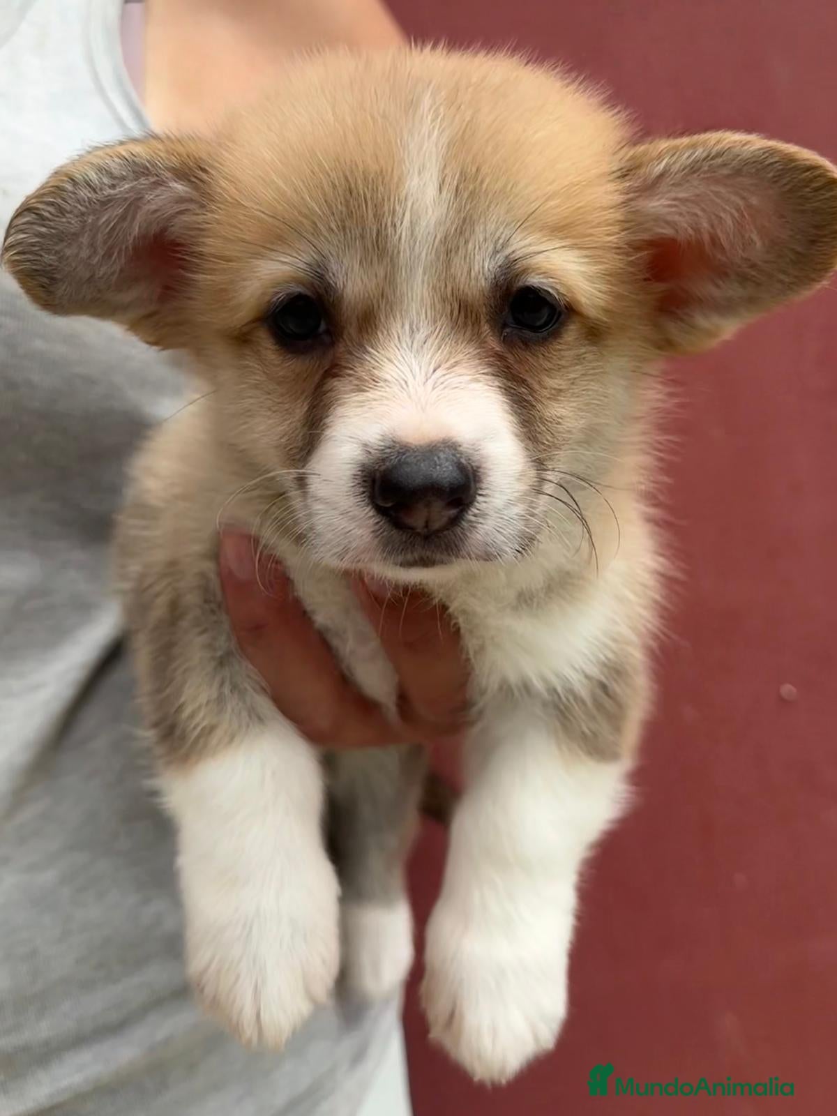 Welsh Corgi Pembroke perros Cachorros Corgi  | Criador pedigre garantia salud - Anuncio 2