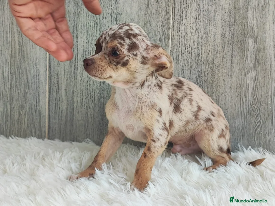 Chihuahua perros en venta: CHIHUAHUA - Anuncio 2