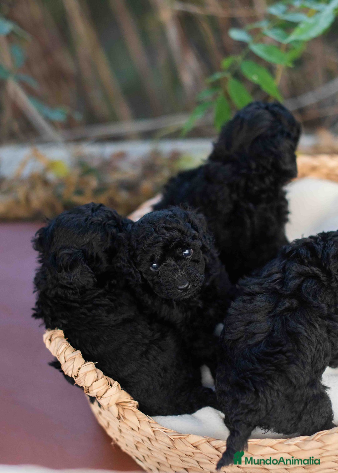 Caniche Toy perros en venta: Caniche toy negros - Anuncio 7