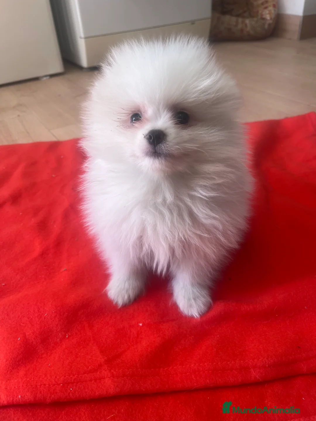 Pomerania perros en venta: PRECIOSO POMERANIA MINI RUSO - Anuncio 2