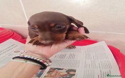 Teckel Miniatura perros en venta: CACHORROS DE TECKEL MINI  - Imagen 10
