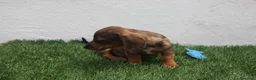 Teckel Miniatura perros en venta: Teckel Miniatura  - Anuncio 28