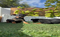 Pinscher Miniatura perros en venta: PINSCHER MINIATURA - Anuncio 4