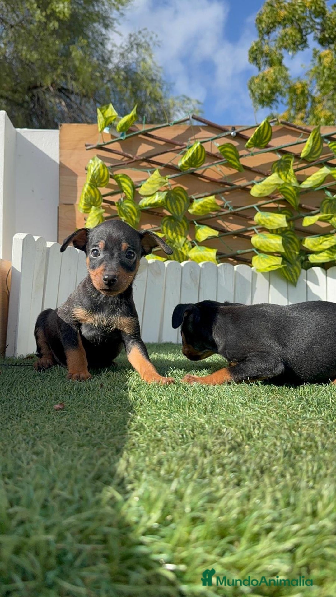 Pinscher Miniatura perros en venta: PINSCHER MINIATURA - Anuncio 4