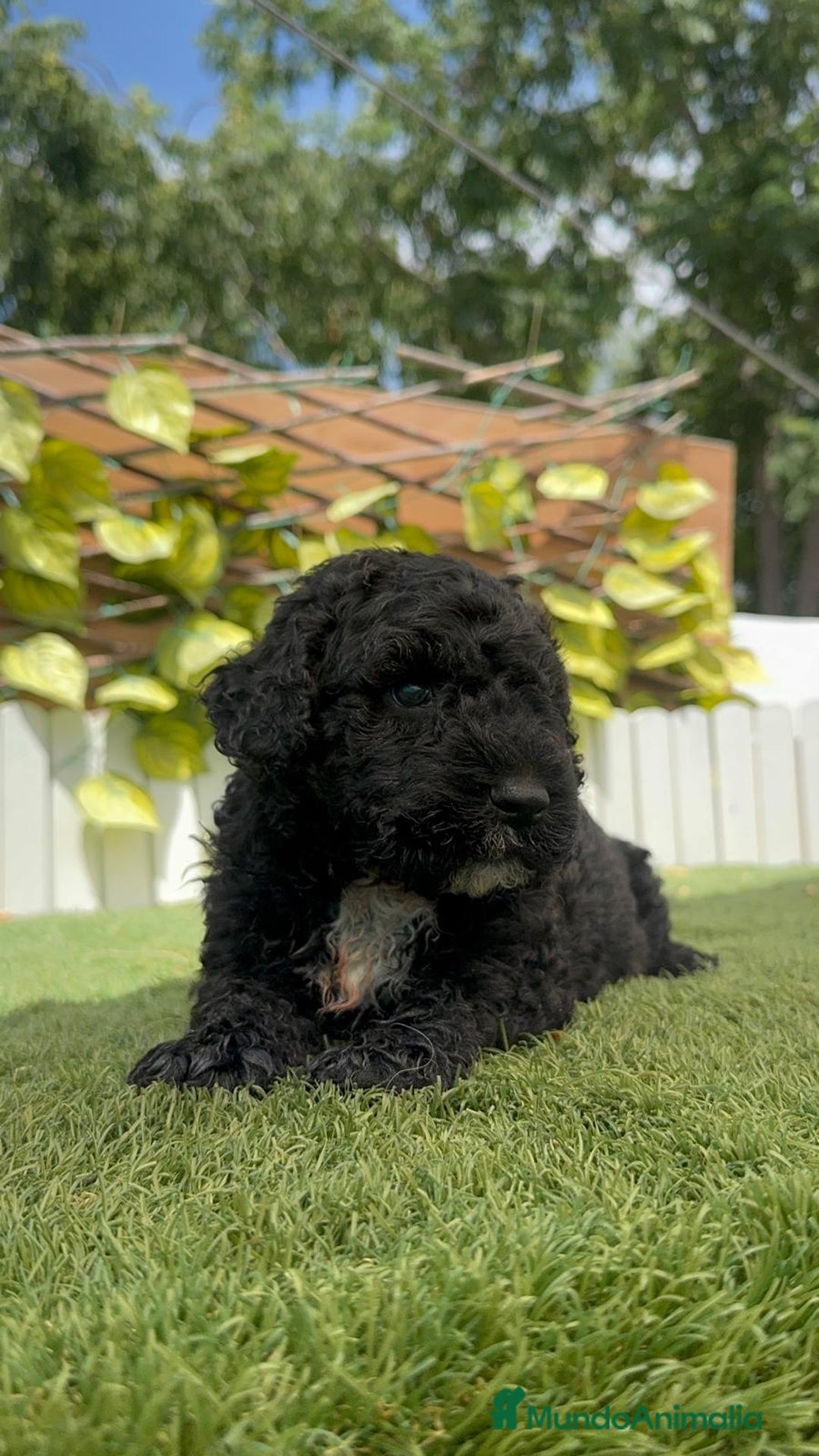 Perro de Agua Español perros en venta: PERRO DE AGUA ESPAÑOL - Imagen 16