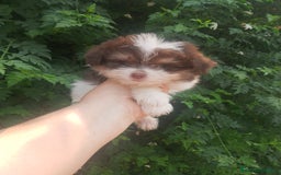 Bichón Maltés perros en venta: Maltipom machos  - Imagen 5