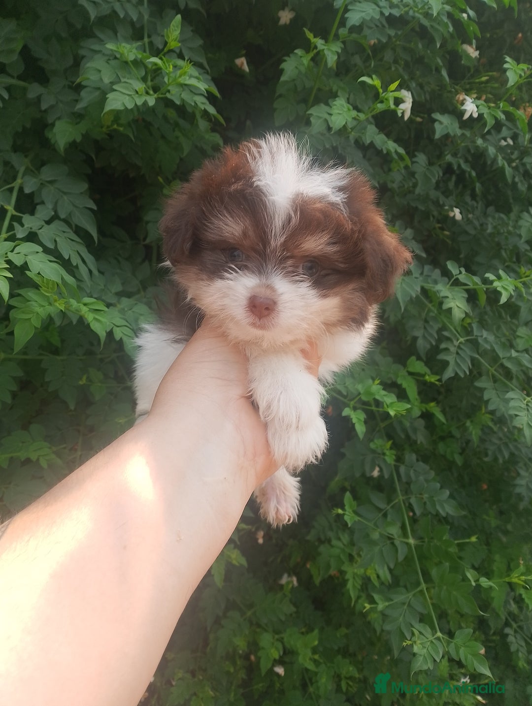 Bichón Maltés perros en venta: Maltipom machos  - Imagen 5