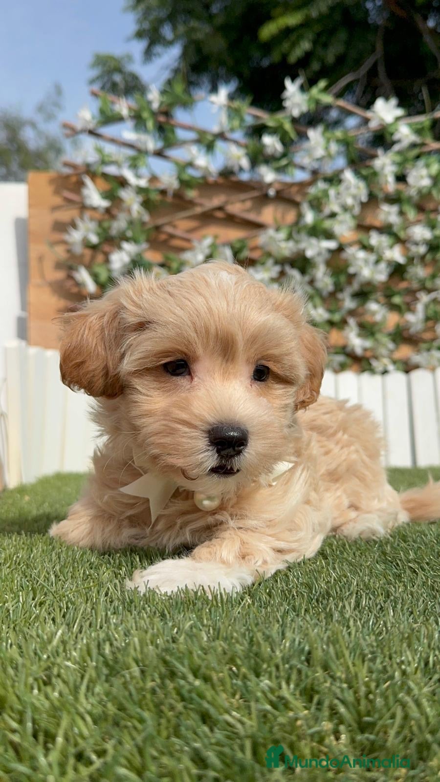 Maltipoo perros MALTIPOO  - Anuncio 2