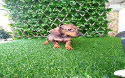 Teckel perros en venta: Teckels Mini  - Imagen 5