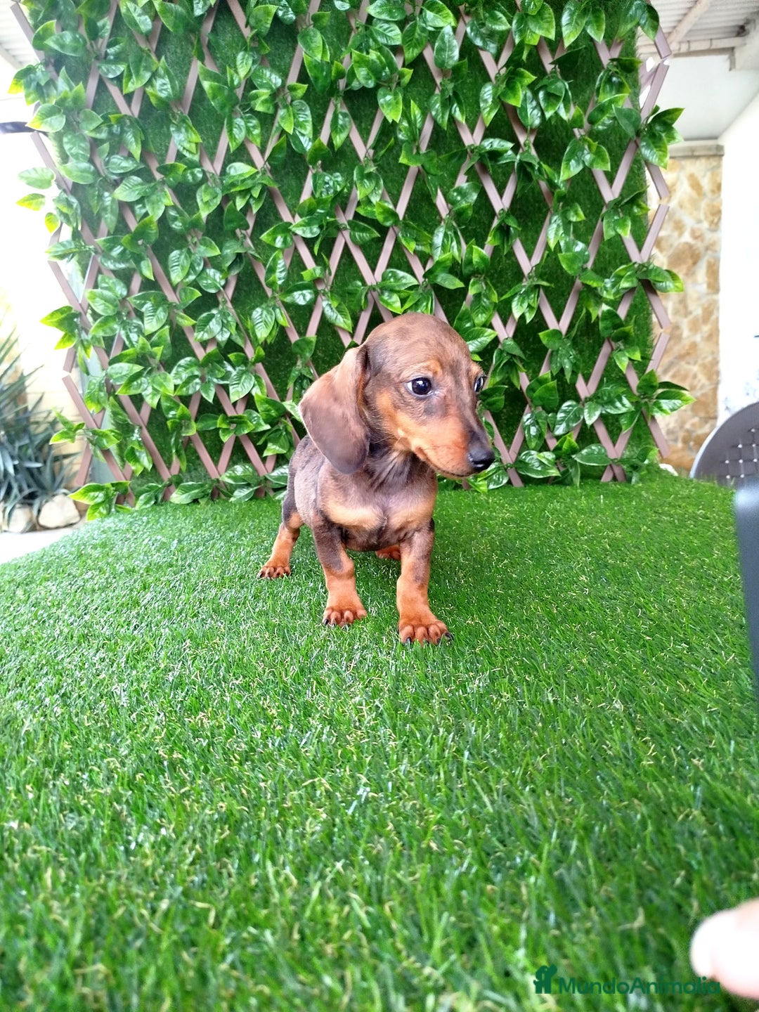 Teckel perros en venta: Teckels Mini  - Imagen 5