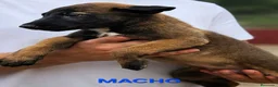 Pastor Belga Malinois perros en venta: Cachorros malinois - Anuncio 2