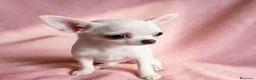 Chihuahua perros en venta: 🌸 CACHORRITOS CHIHUAHUA 💘 - Anuncio 3